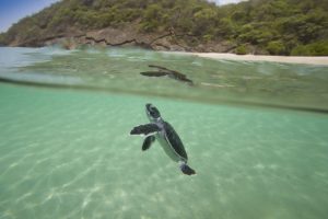 Green Sea Turtle hatchling at Playa Brasilon, near Ostional, Nicaragua. © Hal Brindley .com