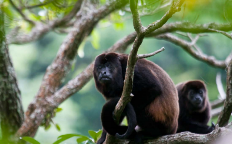 Howilers Helping the Howlers - Paso Pacifico Blog